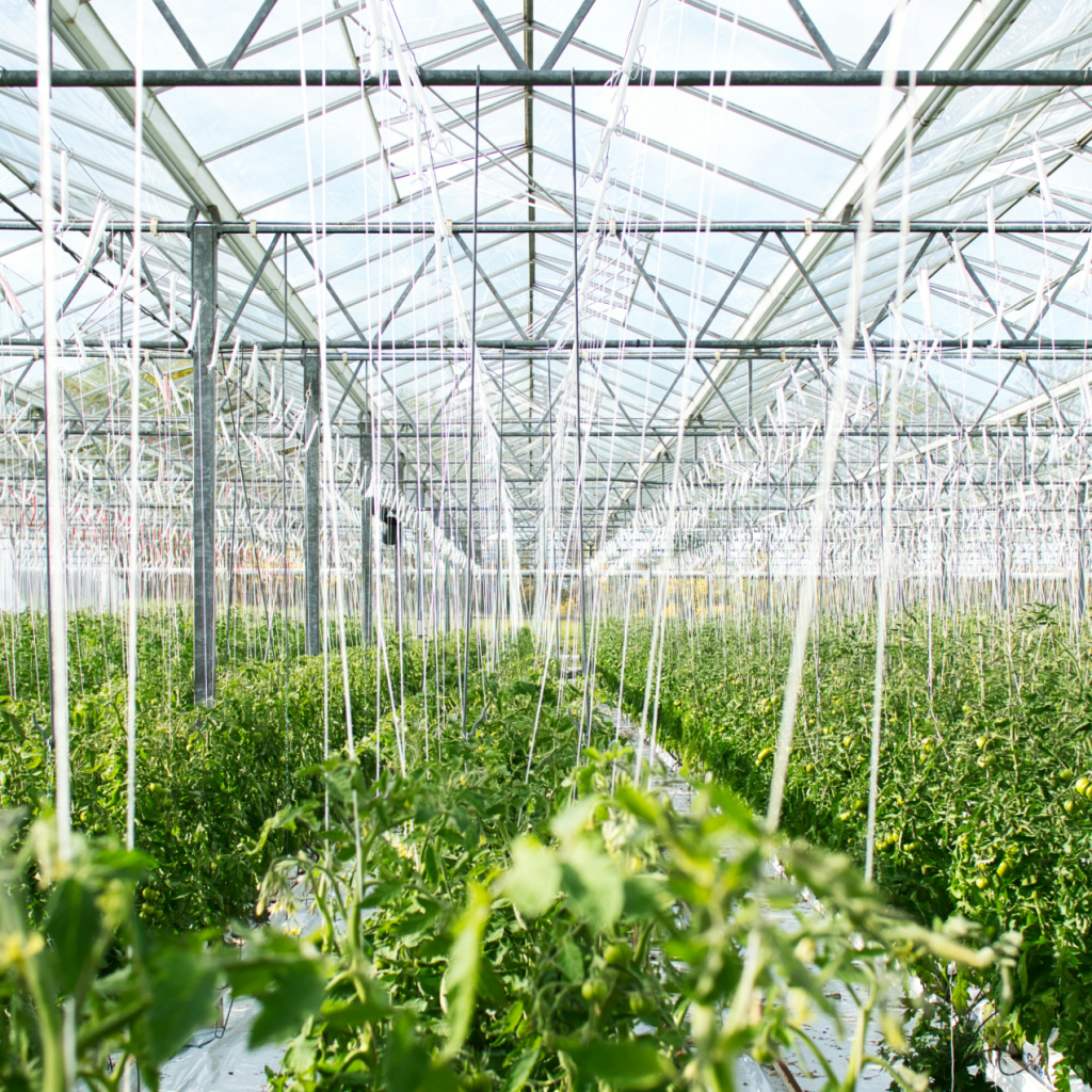 Ventilatoren voor agrarische sector